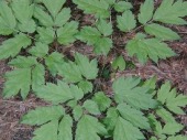 black cohosh image drugs images black cohosh image drugs images